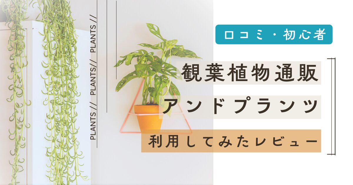 観葉植物通販アンドプランツ利用してみたレビュー